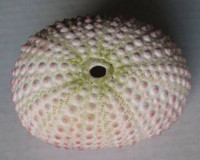 Echinometra mathei 1) Blainville, 1825